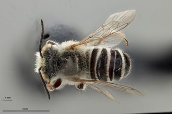 Media type: image;   Entomology 793927 Aspect: habitus dorsal view